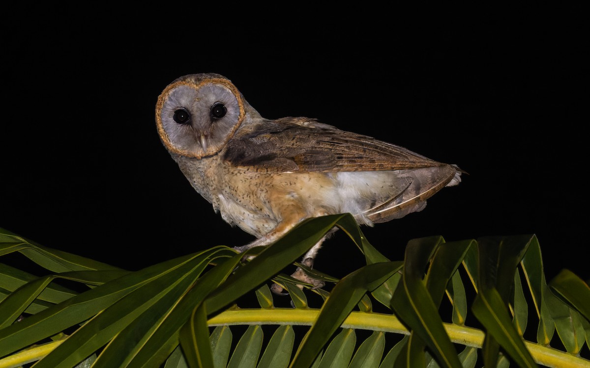 Ashy-faced Owl - ML567711221