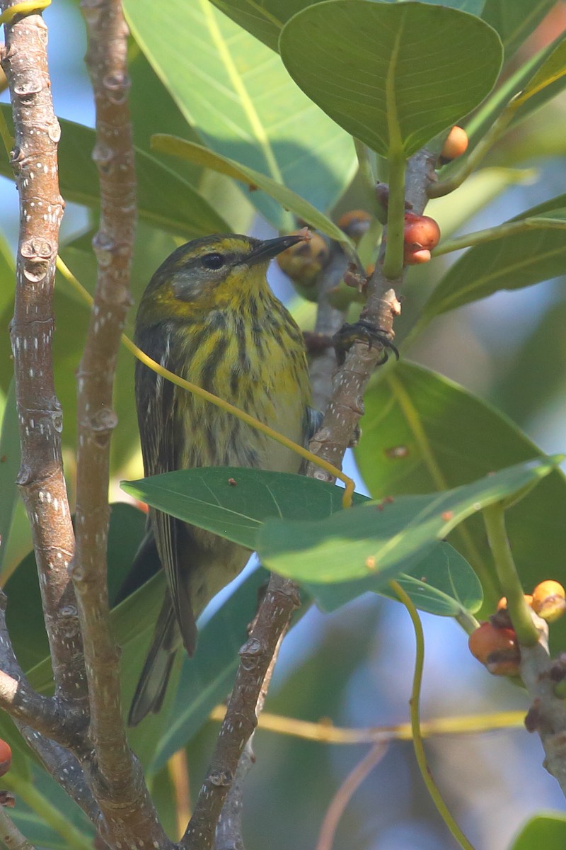 Cape May Warbler - ML567718001