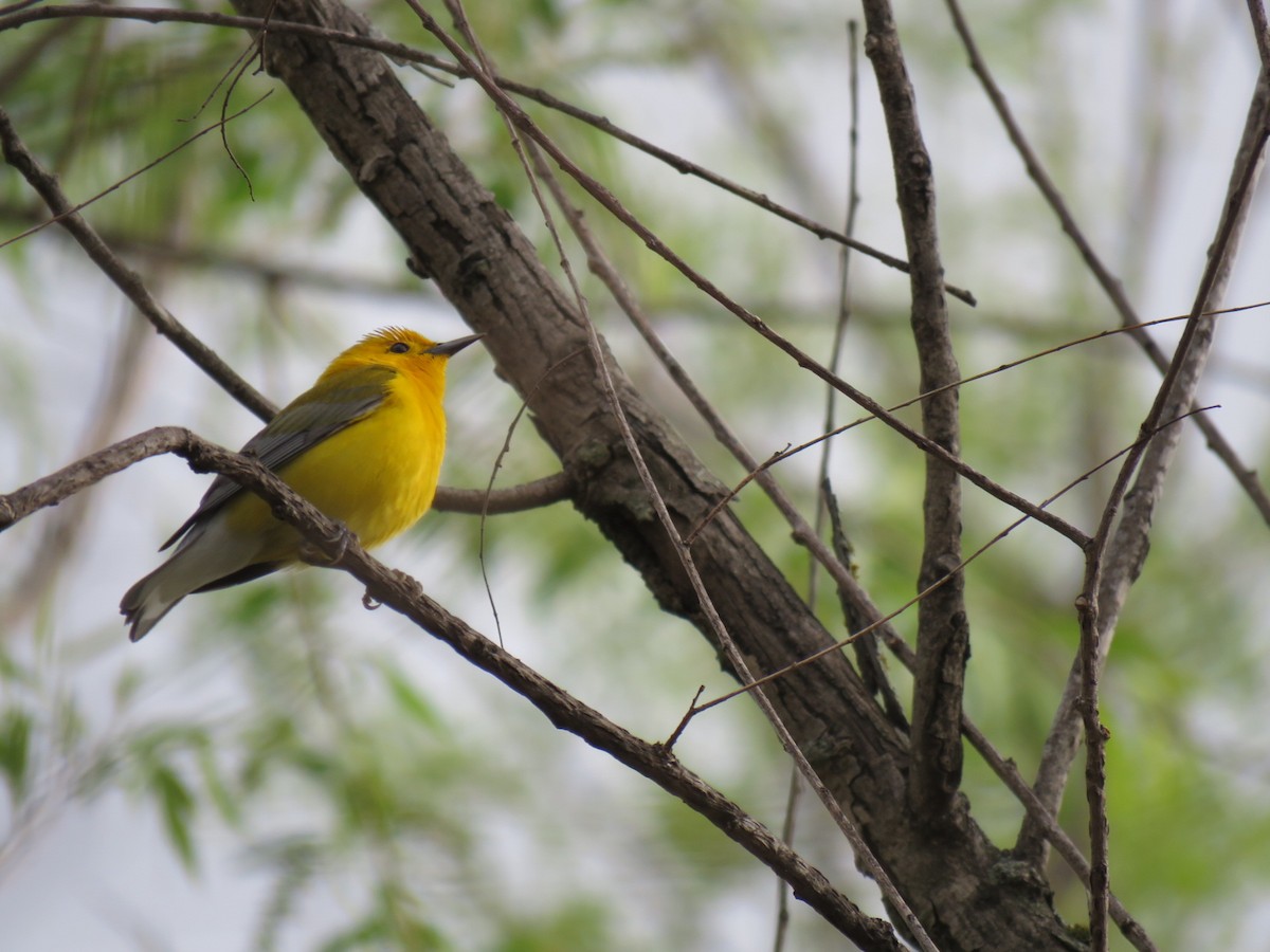 Prothonotary Warbler - ML567718021