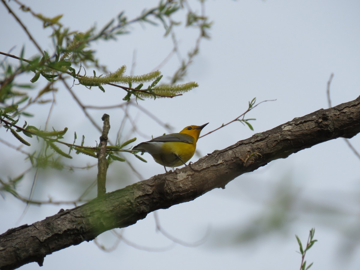 Prothonotary Warbler - ML567718041