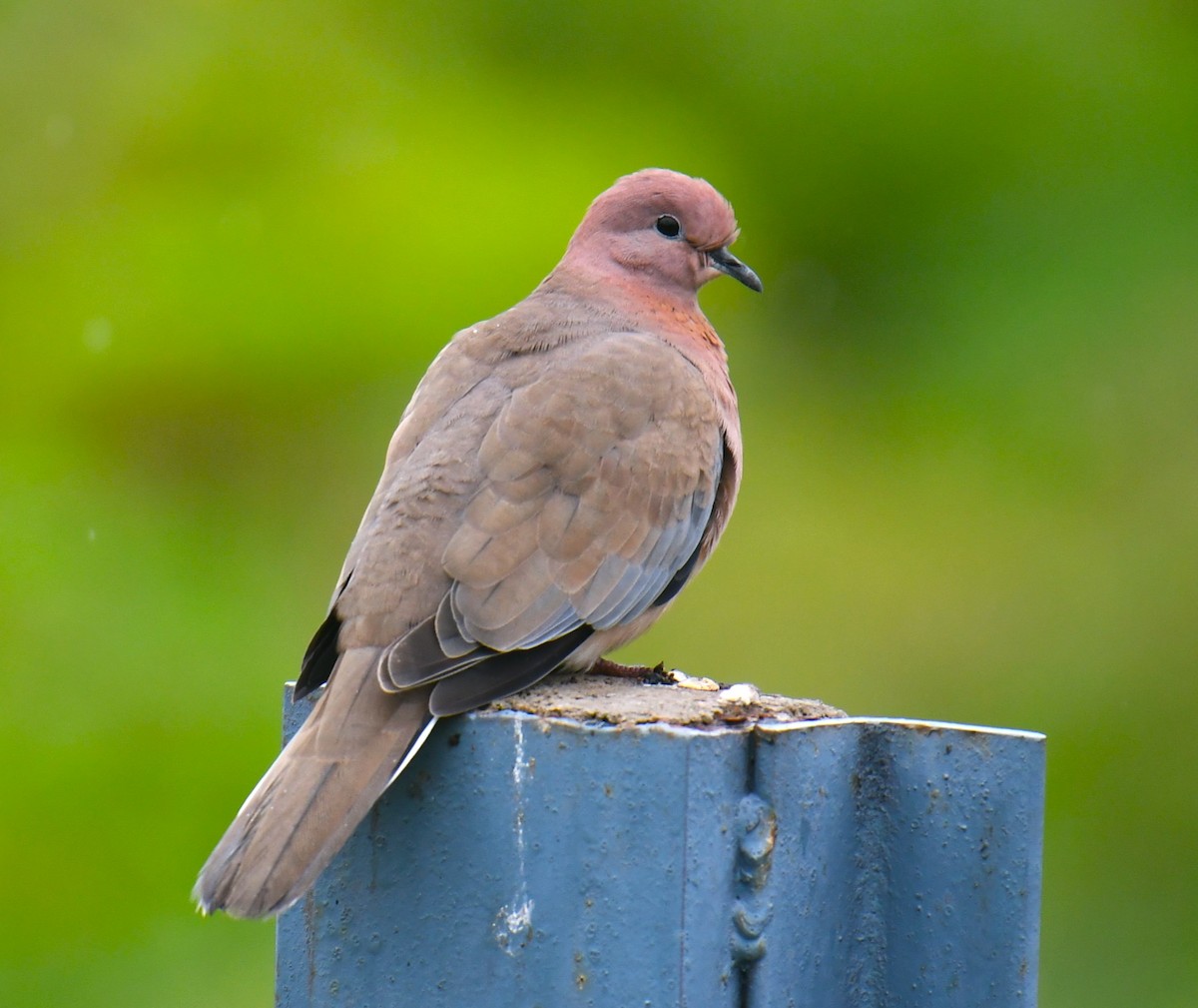 Laughing Dove - ML567722711