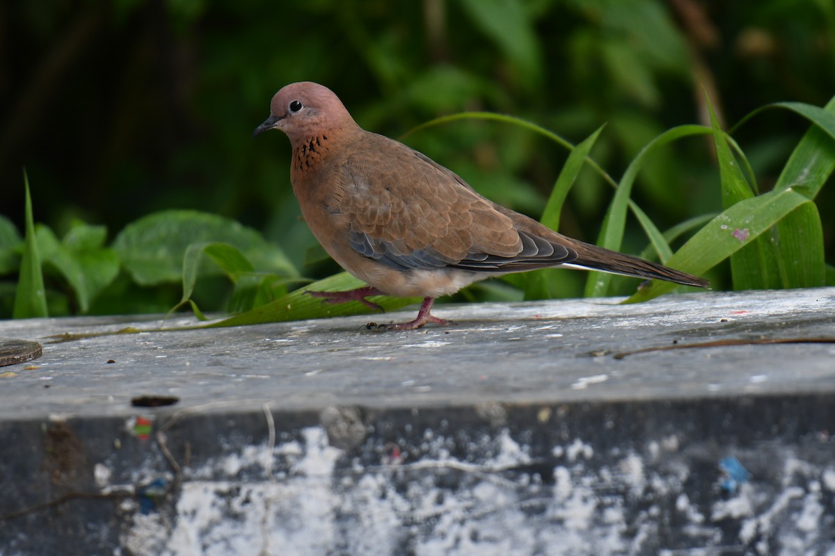 Laughing Dove - ML567723131