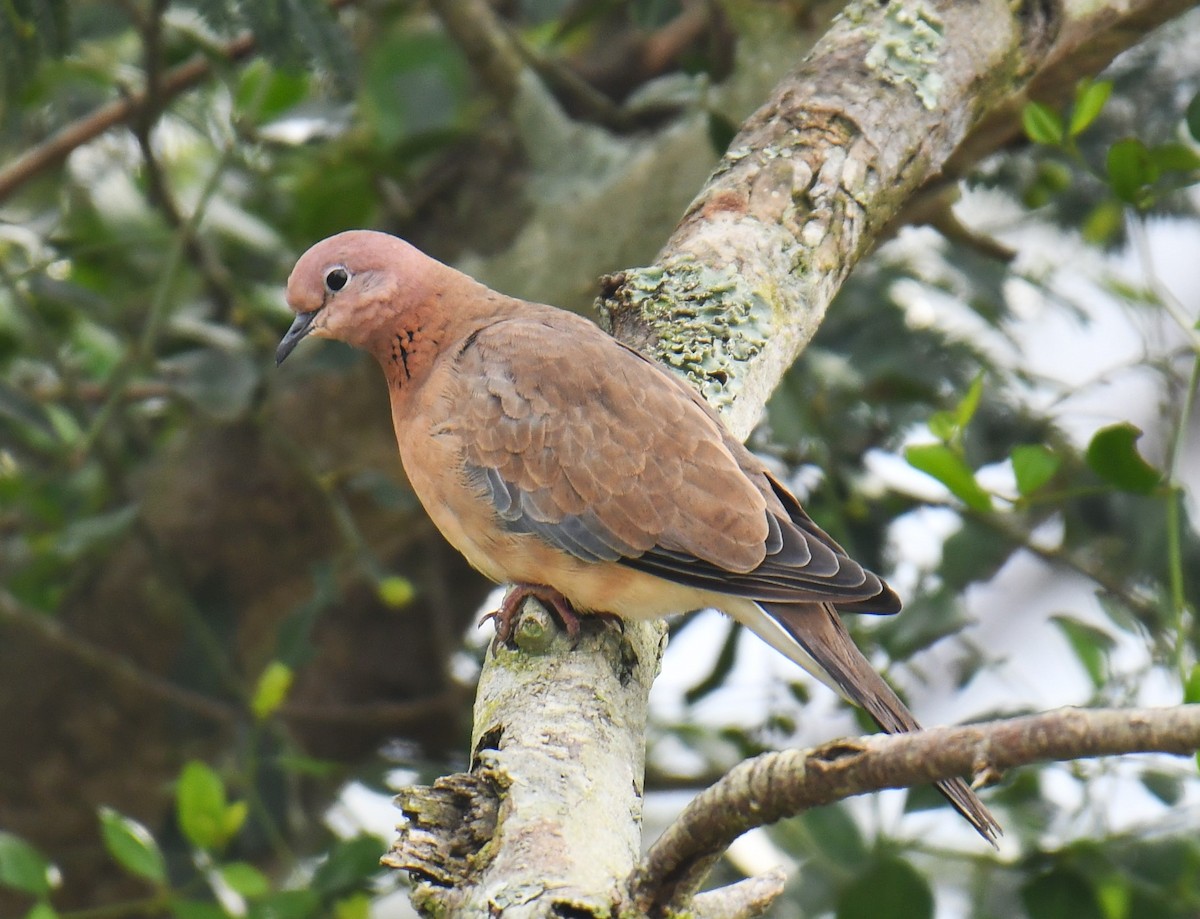 Laughing Dove - ML567723441