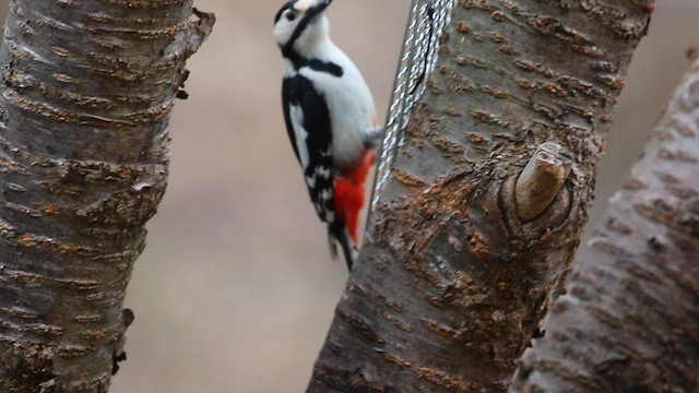Great Spotted Woodpecker - ML567723511