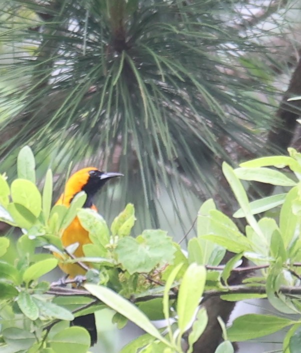 eBird Checklist 6 May 2023 Dauphin Island, Alabama, US (30.246, 88