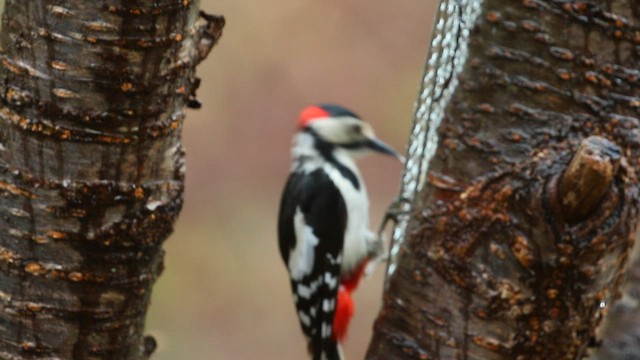 Great Spotted Woodpecker - ML567727271