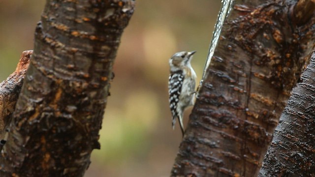 Japanese Pygmy Woodpecker - ML567728091