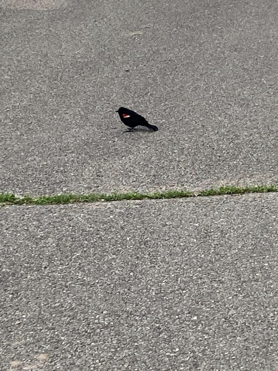 Red-winged Blackbird - ML567732421