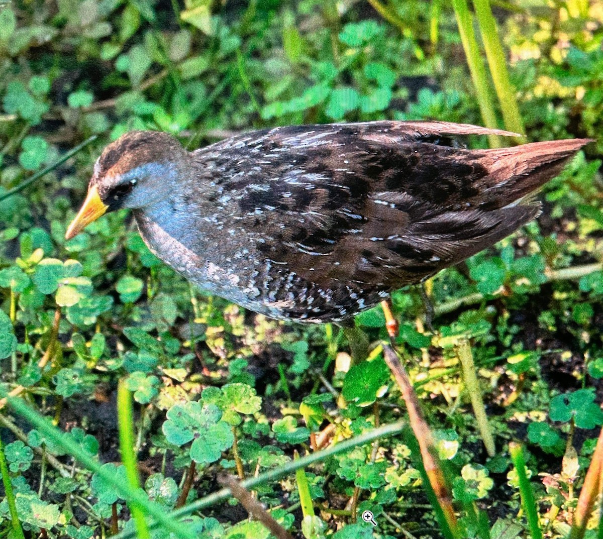 eBird Checklist 6 May 2023 The Celery Fields 41 species