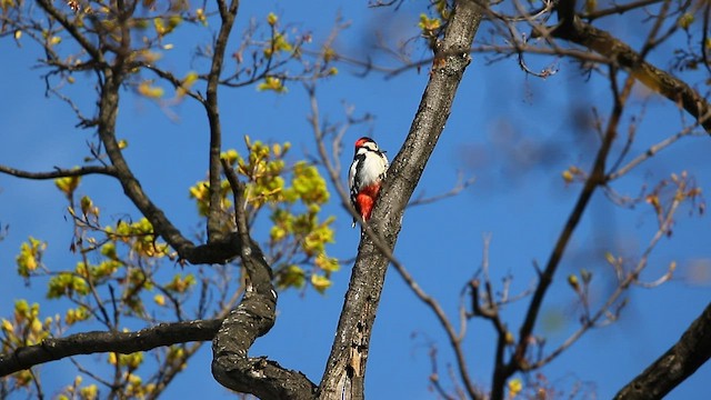 Great Spotted Woodpecker - ML567734761