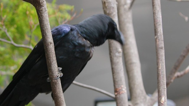 Large-billed Crow - ML567734831