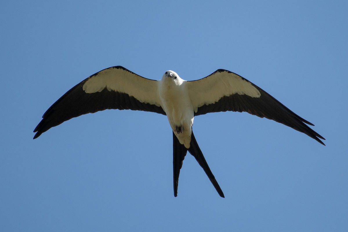 Swallow-tailed Kite - ML567741531