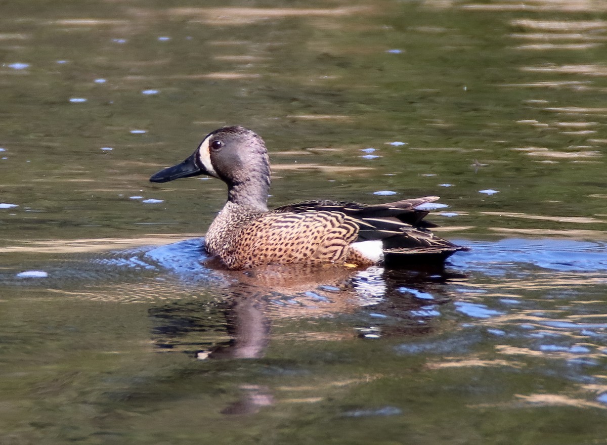 Blue-winged Teal - ML567741581