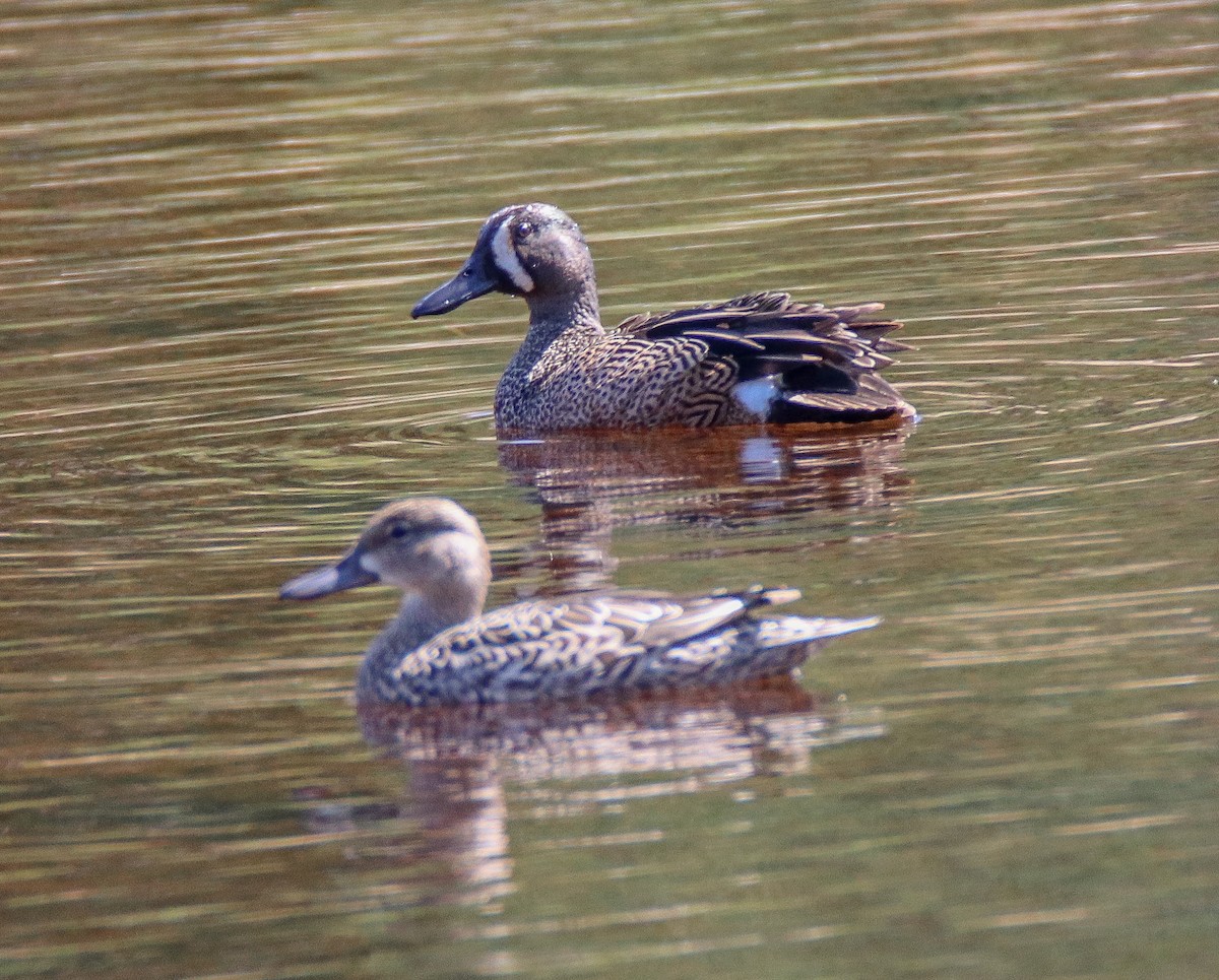 Blue-winged Teal - ML567741591
