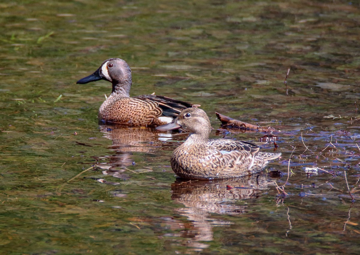 Blue-winged Teal - ML567741621