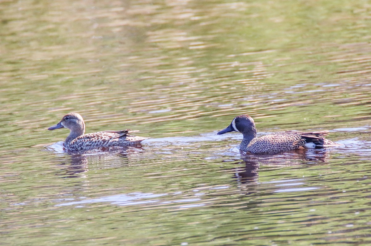 Blue-winged Teal - ML567741631
