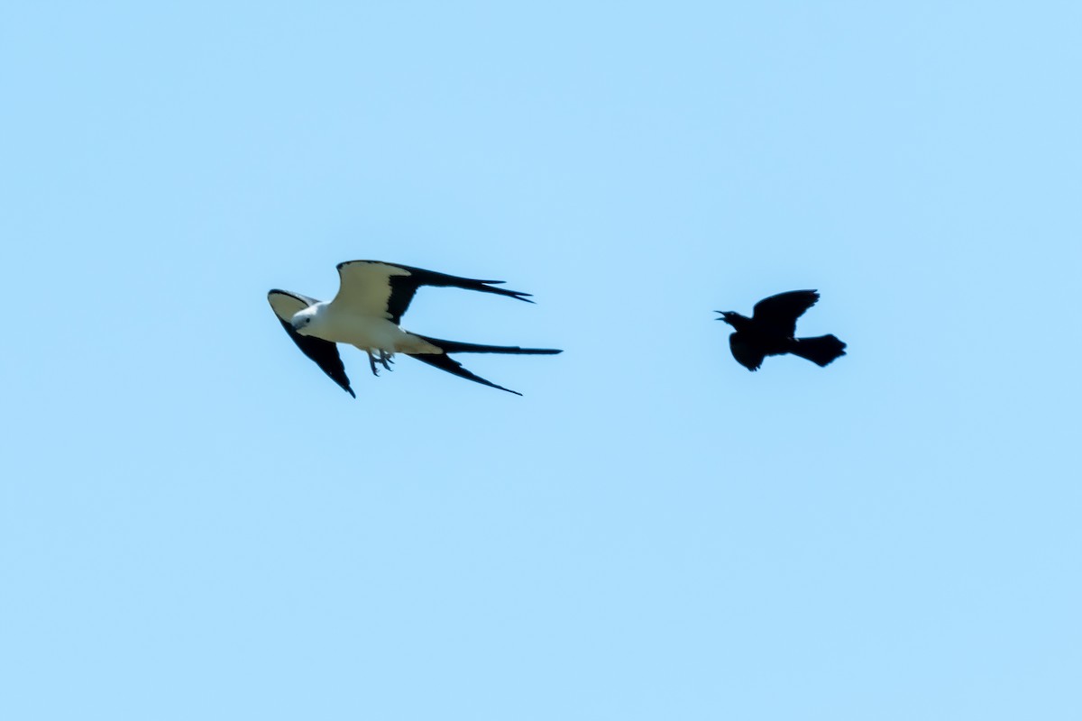 Swallow-tailed Kite - ML567741731