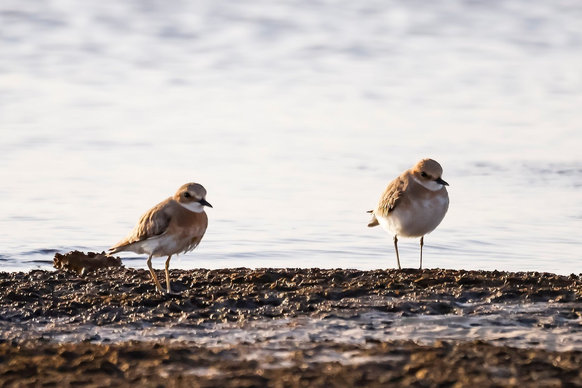 Greater Sand-Plover - Silviu Pavel