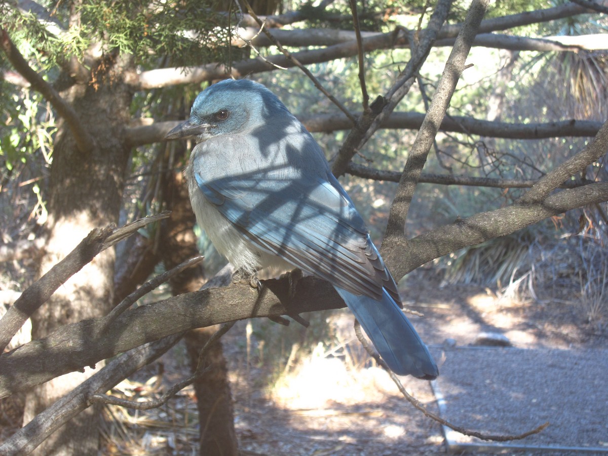 Mexican Jay - ML567743091