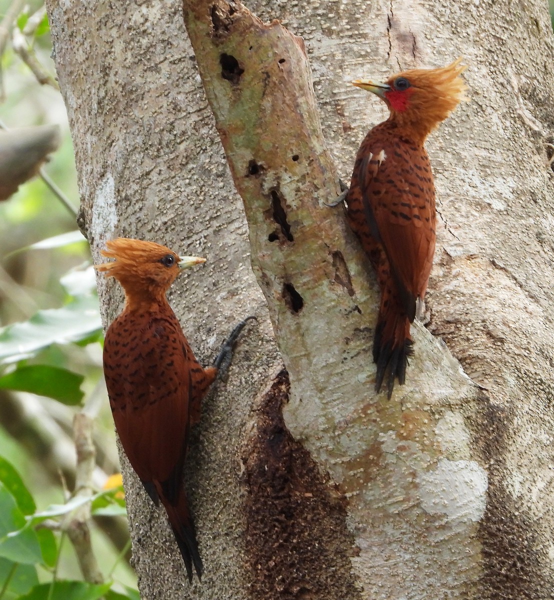 Chestnut-colored Woodpecker - ML567747561