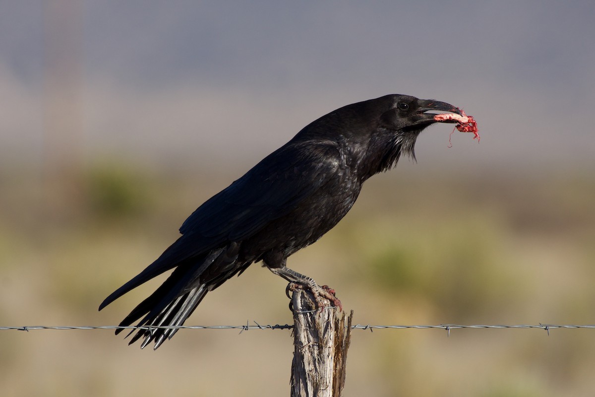 Chihuahuan Raven - Nick Hawvermale