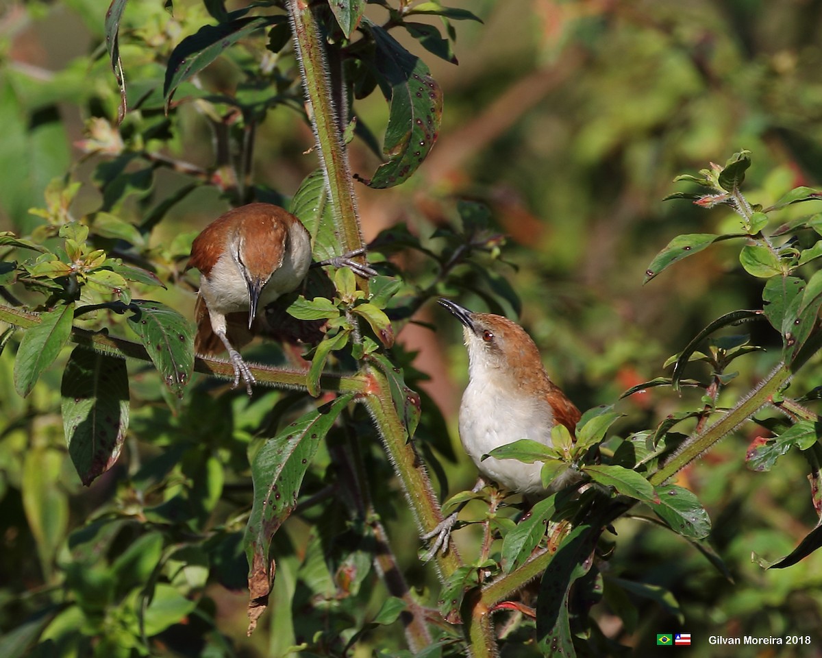 Yellow-chinned Spinetail - ML567748391
