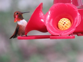 Rufous Hummingbird - ML567748661