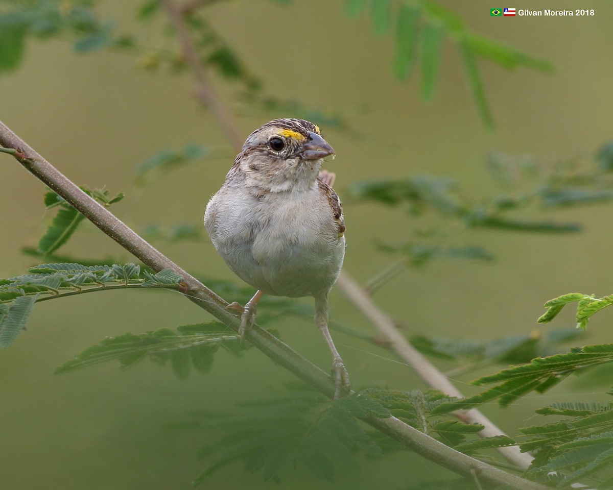 Grassland Sparrow - Gilvan Moreira