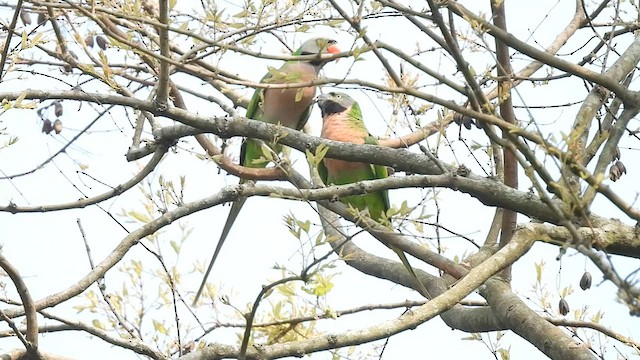 Red-breasted Parakeet - ML567751921