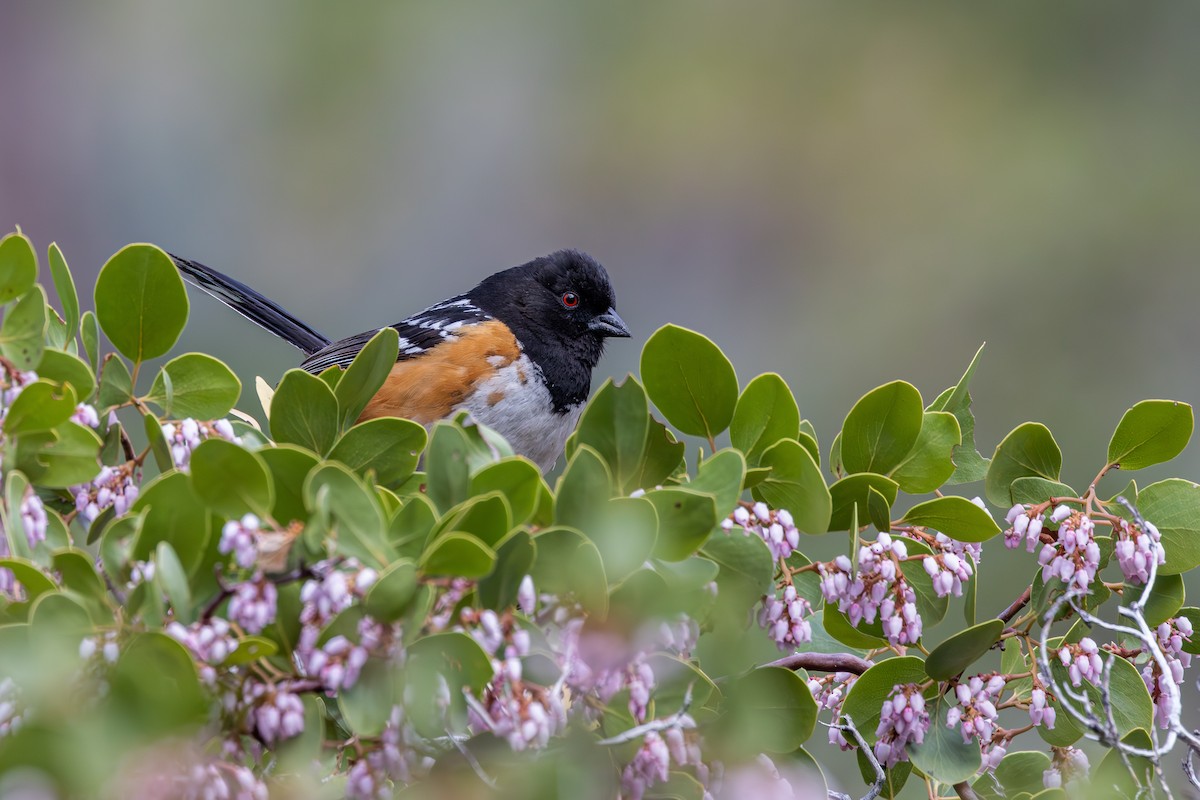 Spotted Towhee - ML567752071