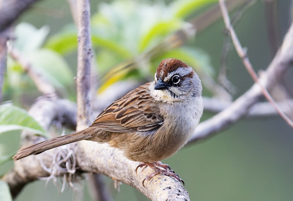 Oaxaca Sparrow - ML567753571