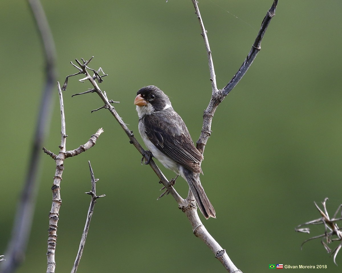 White-throated Seedeater - ML567753831