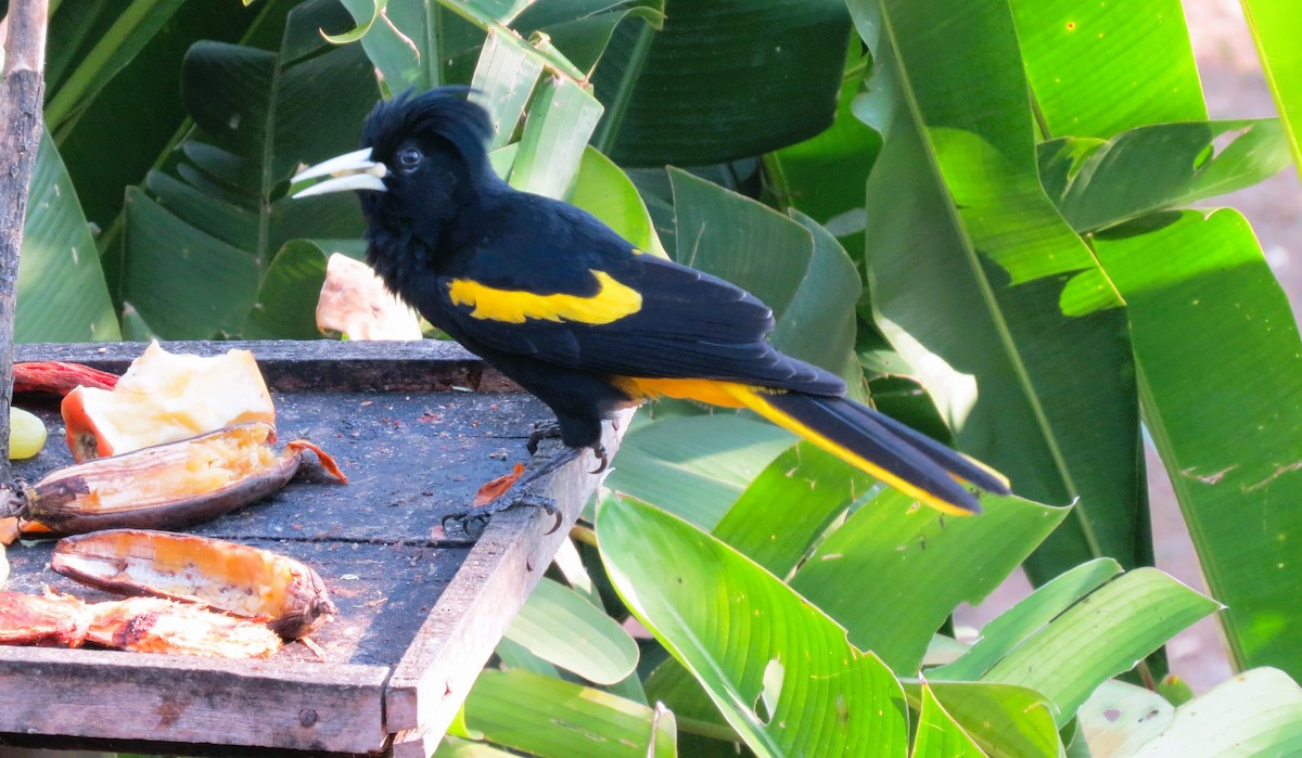 Yellow-winged Cacique - ML567755881