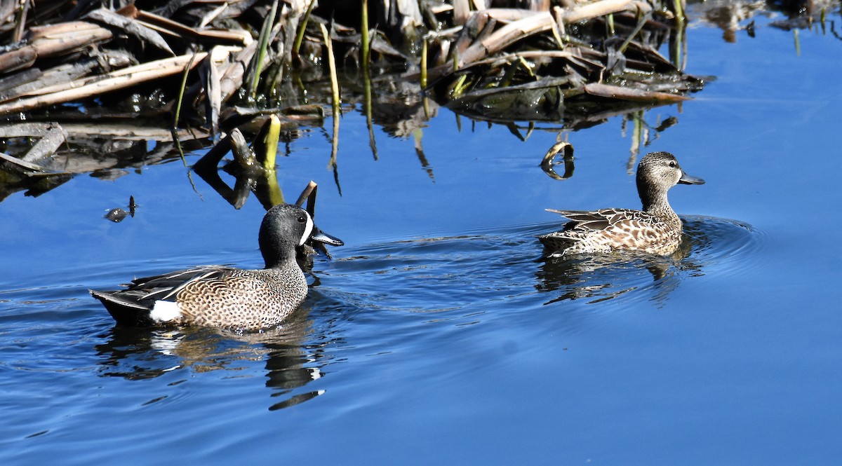 Blue-winged Teal - ML567756671