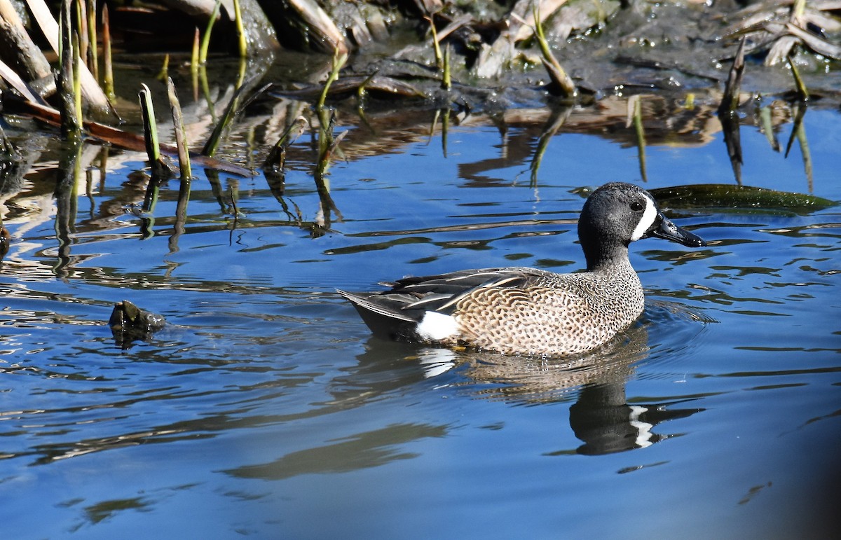 Blue-winged Teal - ML567756681