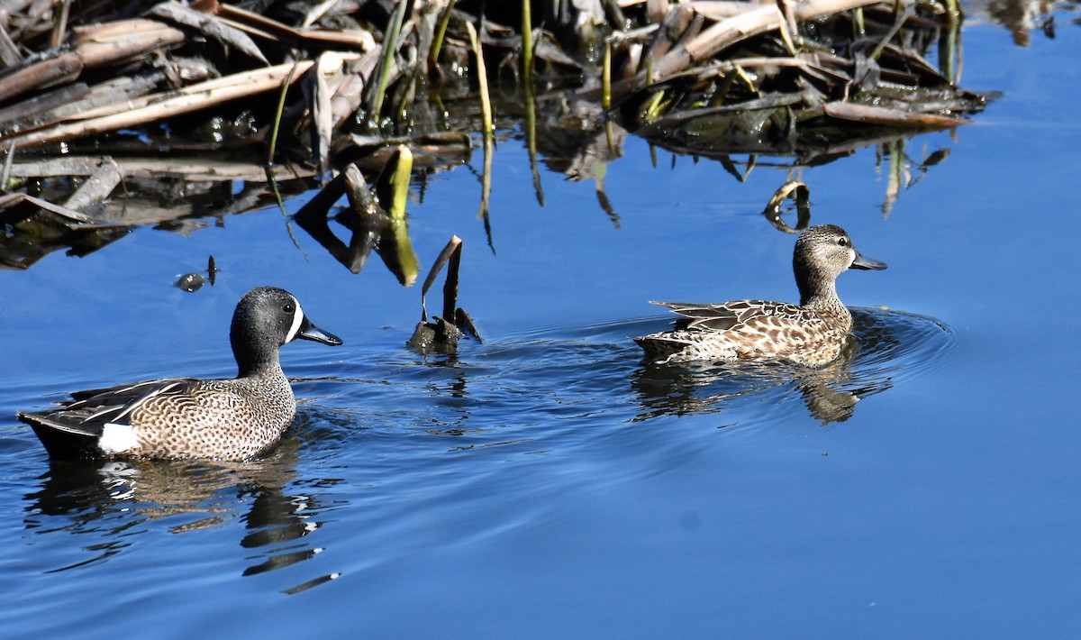 Blue-winged Teal - ML567756691