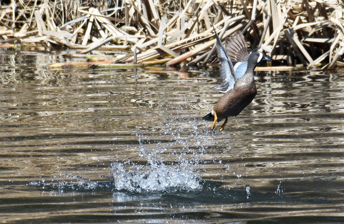 Blue-winged Teal - Marc Poirier