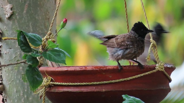 Red-vented Bulbul - ML567761991