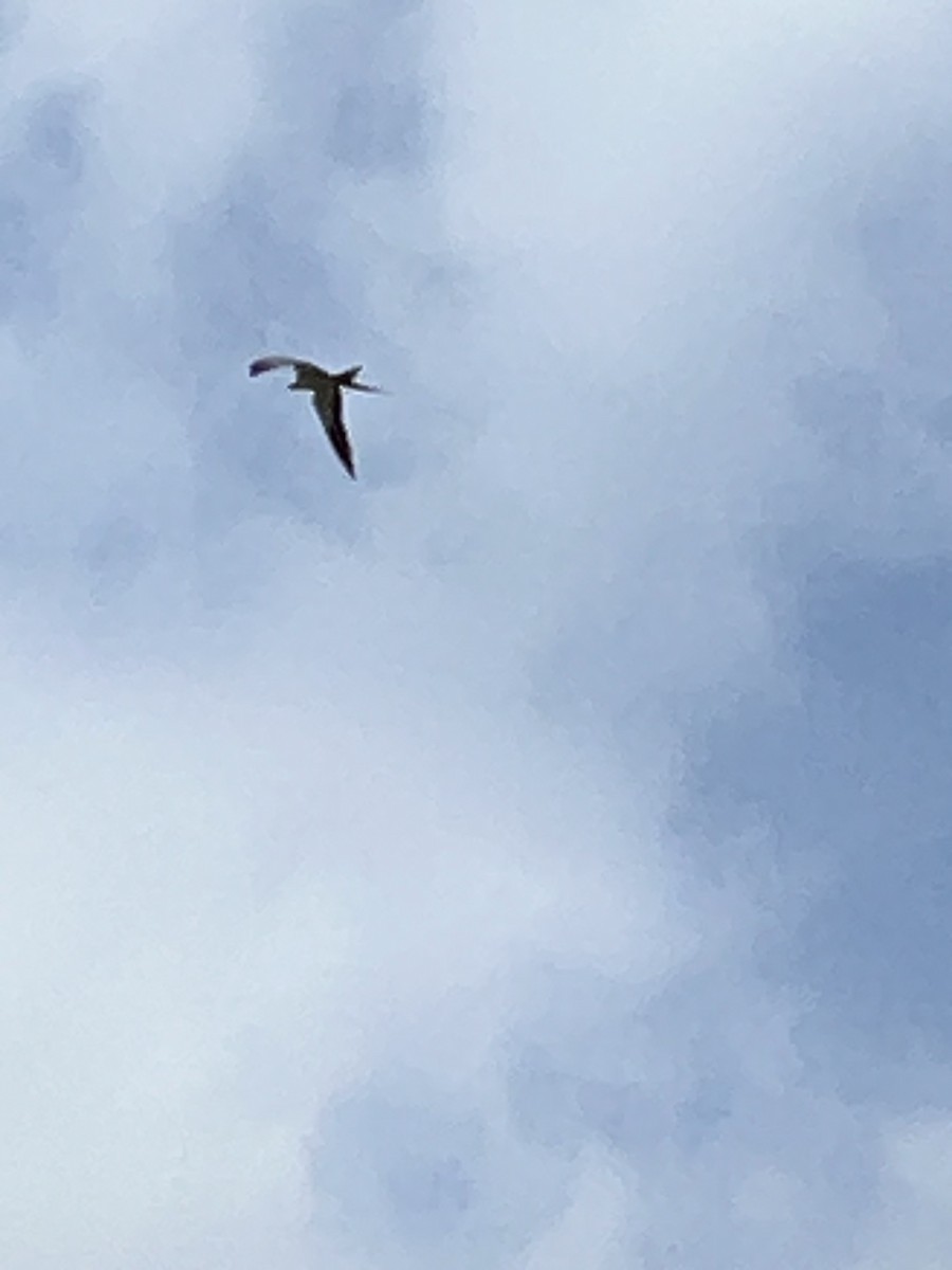 Swallow-tailed Kite - ML567762711