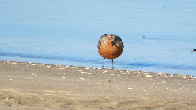 Red Knot - ML567765301