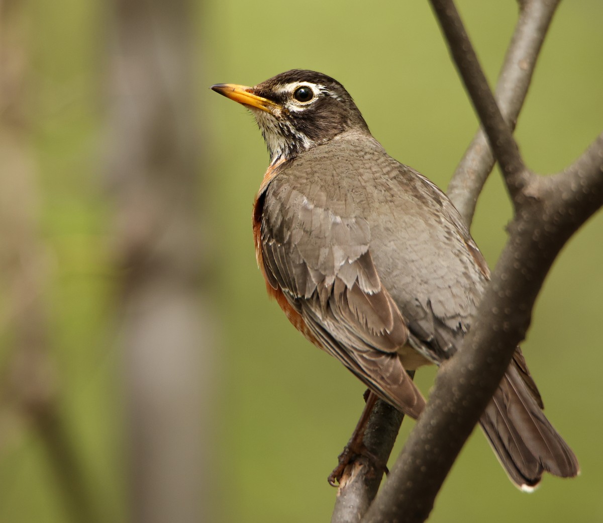 Ebird Checklist May Red Oaks Nature Center Friendship Woods Species