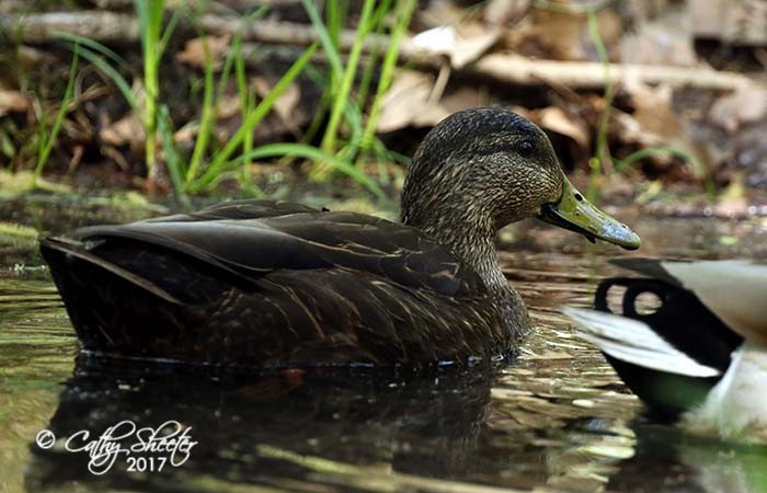 American Black Duck - Cathy Sheeter