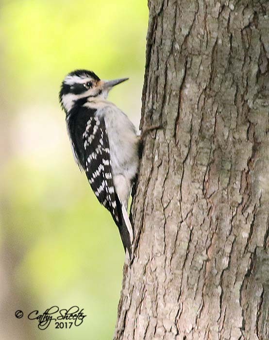 Hairy Woodpecker (Eastern) - ML56776841