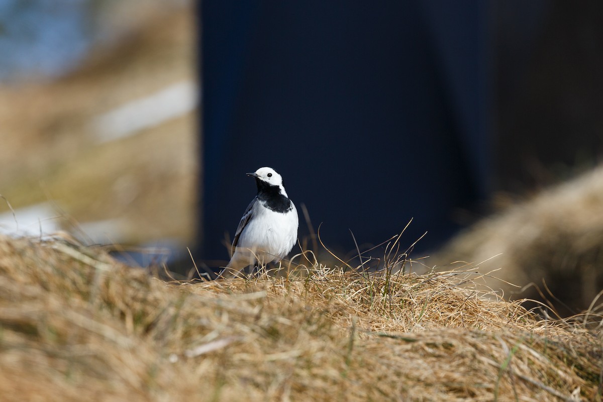 White Wagtail (White-faced) - ML56776881