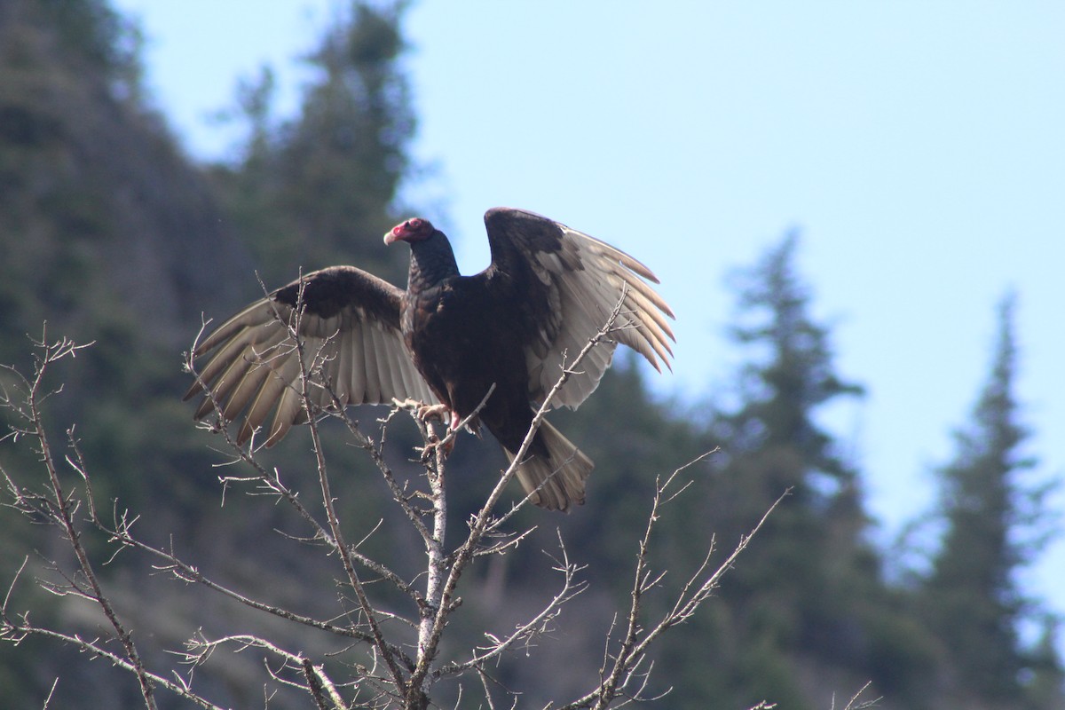 Turkey Vulture - Barry Kinch