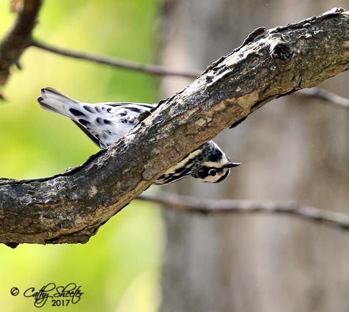 Black-and-white Warbler - ML56777051