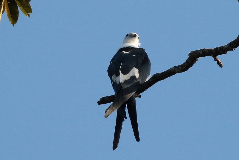 Swallow-tailed Kite - ML56777441