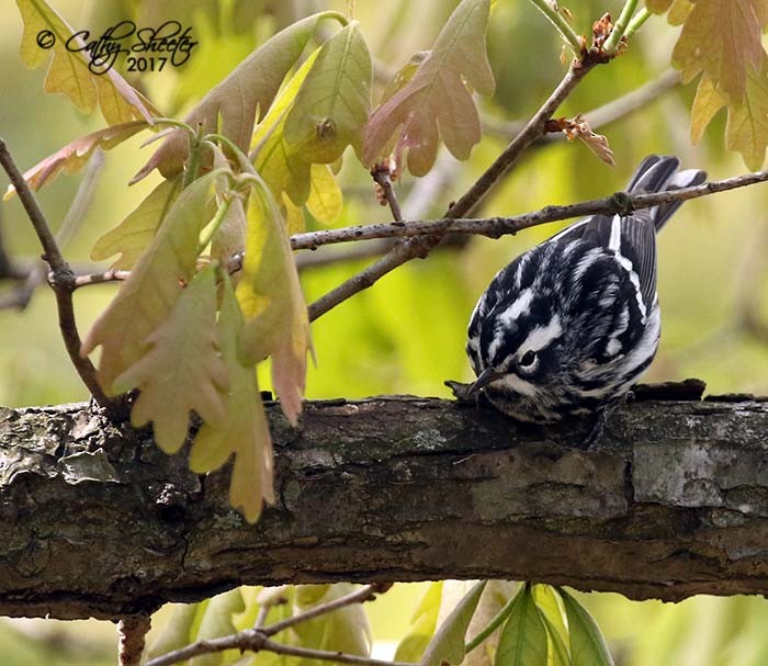 Black-and-white Warbler - ML56777461
