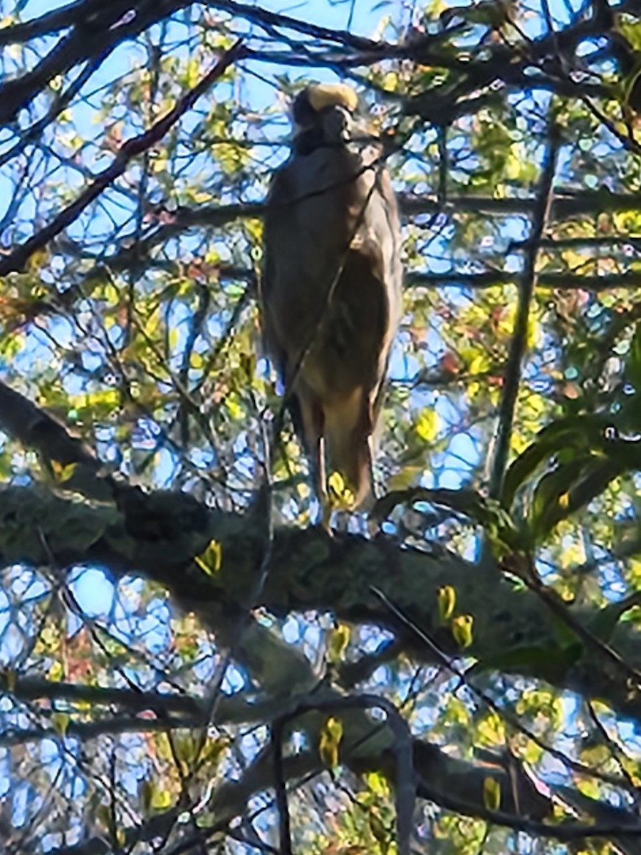 Ebird Checklist May Parker River Nwr Species