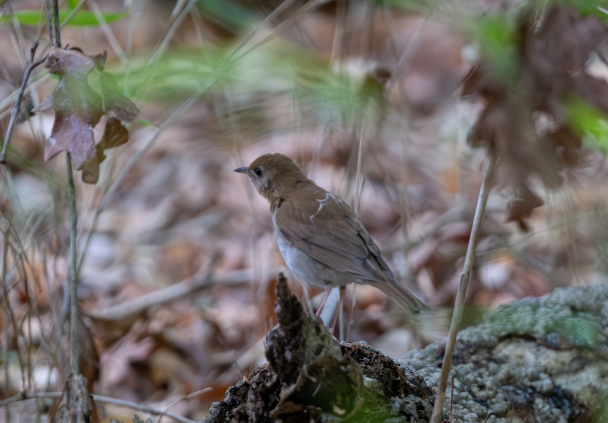 eBird Checklist - 6 May 2023 - West Neck Creek Natural Area - 19 species